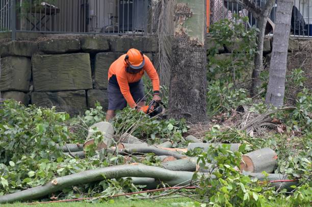 How Our Tree Care Process Works  in  Roslyn, PA